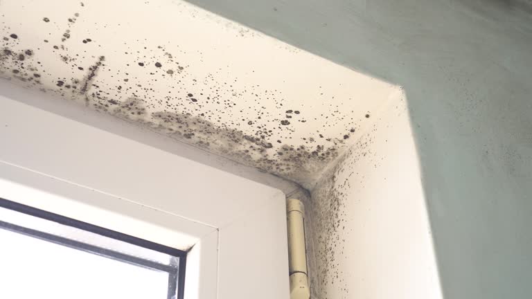 Trusted West Lafayette, IN Mold Removal Experts